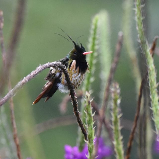 Black-crested Coquette