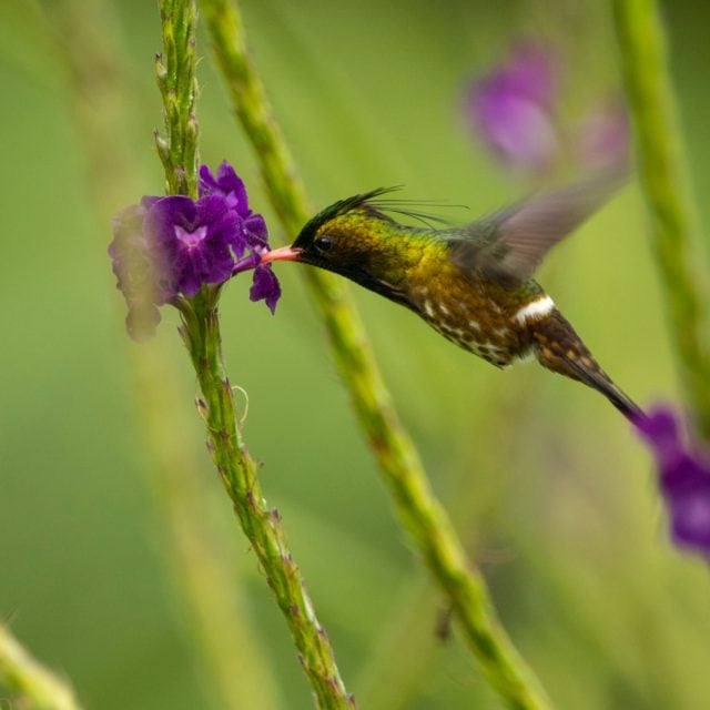 Black-crested Coquette