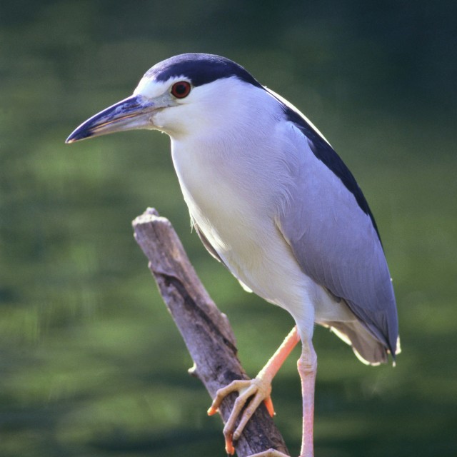 Black-crowned Night-Heron