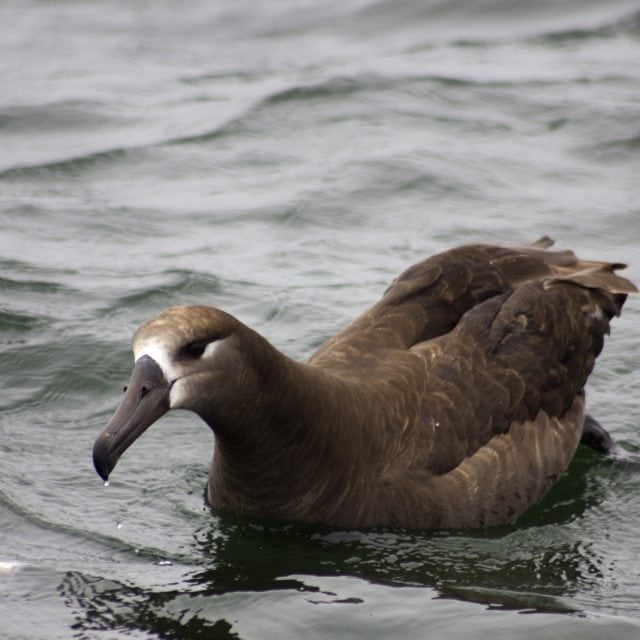 Black-footed Albatross