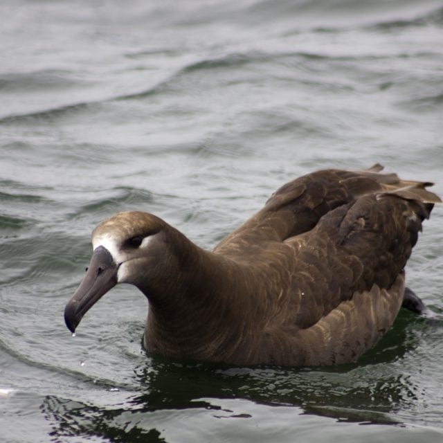 Black-footed Albatross