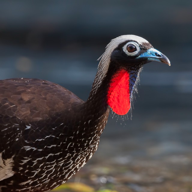 Black-fronted Piping-Guan (Pipile jacutinga)