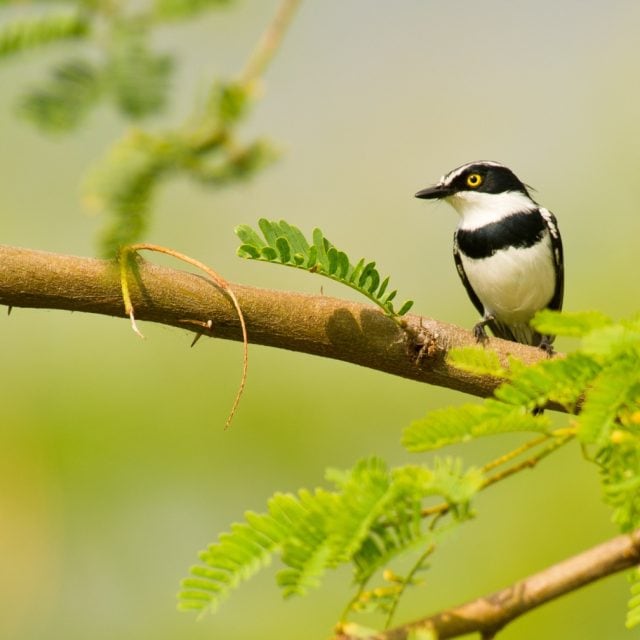 Black-headed Batis