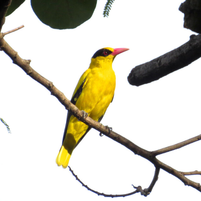 Black-naped Oriole