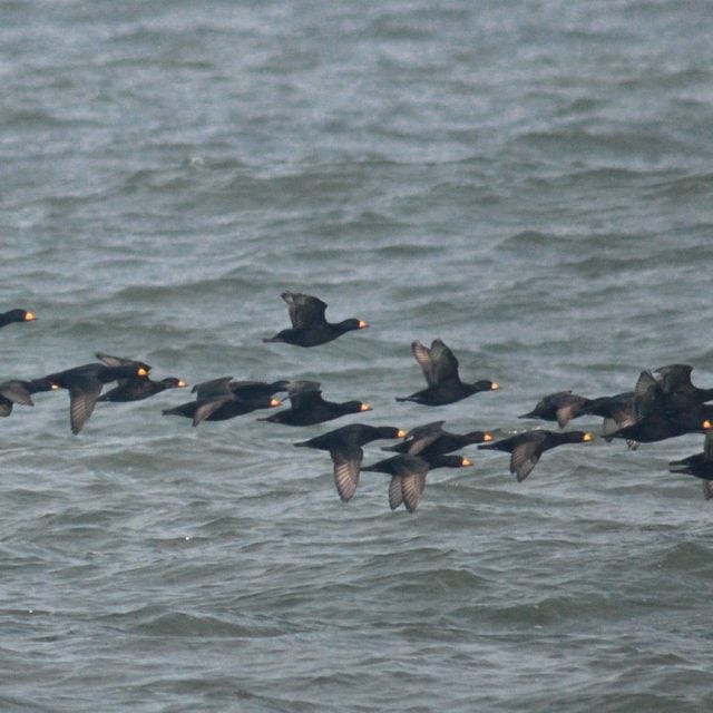 Black Scoters