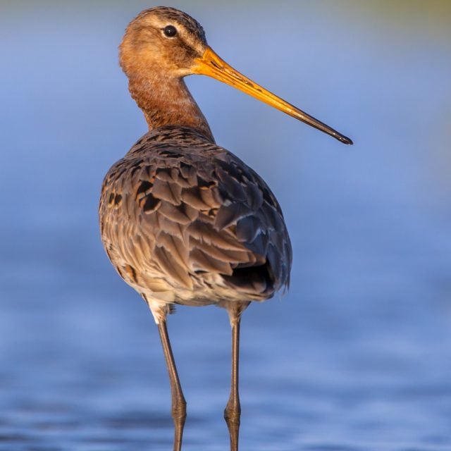 Black-tailed Godwit