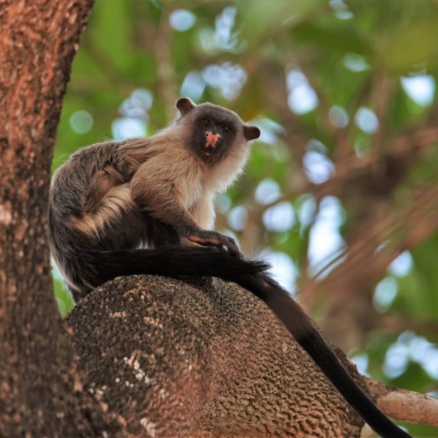 Black-tailed Marmoset, Brazil