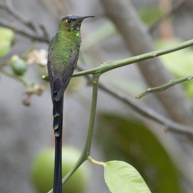 Black-tailed Trainbearer