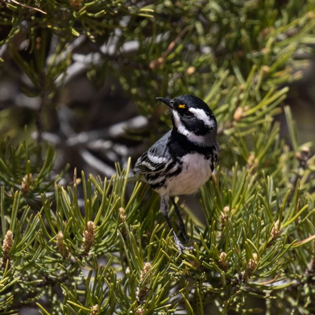 Black-throated Gray Warbler