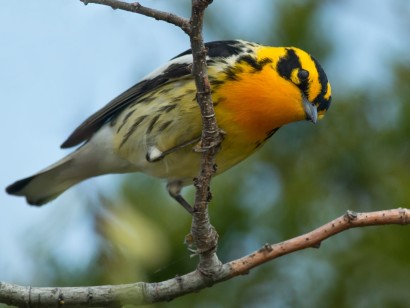 Blackburnian Warbler