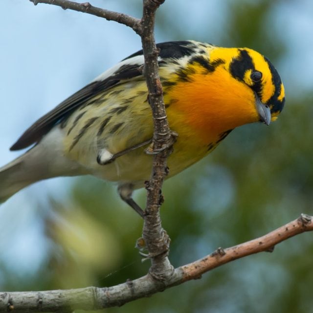 Blackburnian Warbler