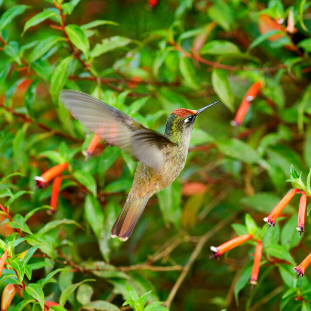 Blossomcrown, Santa Marta Colombia