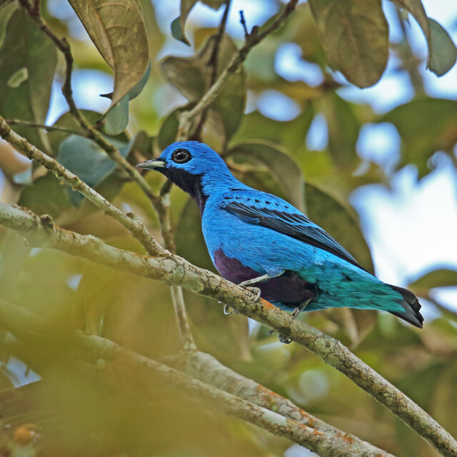 Blue Cotinga (Cotinga nattereii) adult male perched on branch