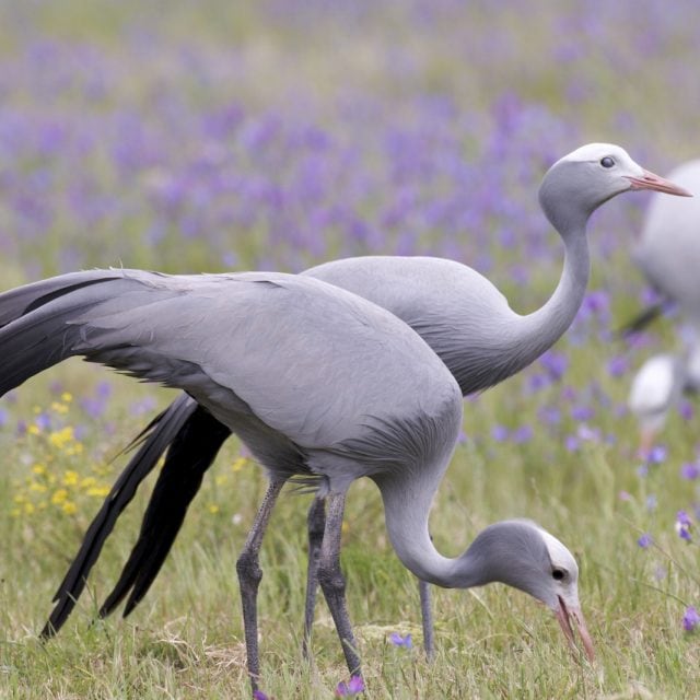 Blue Cranes