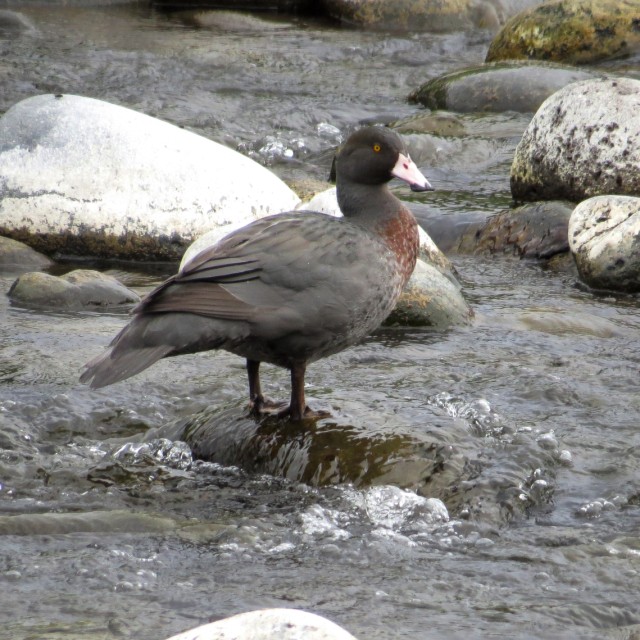 Blue Duck New Zealand