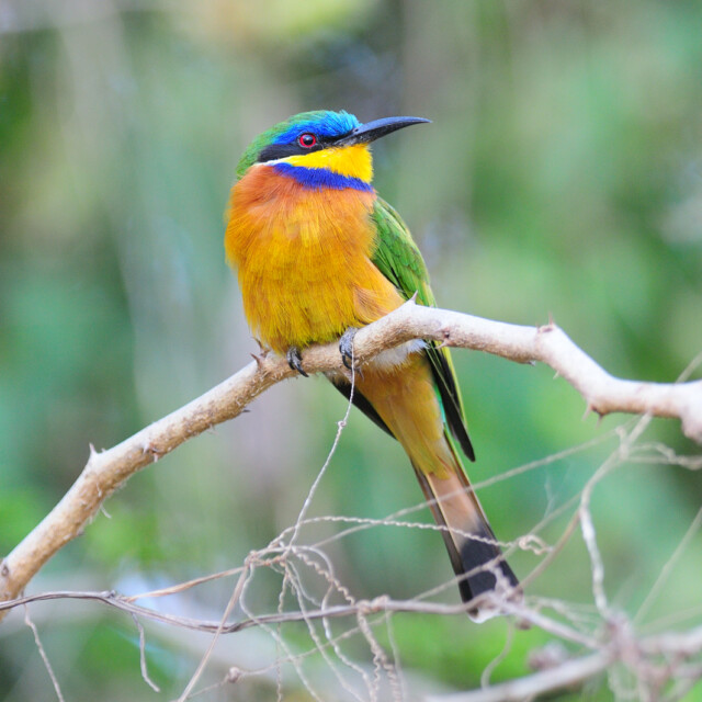 Blue-breasted Bee-eater