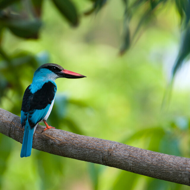 Blue-brested Kingfisher