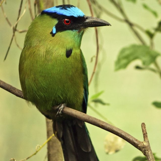 Blue-crowned Motmot