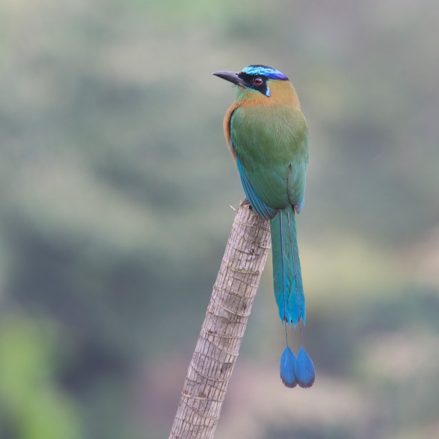 Blue-crowned Motmot