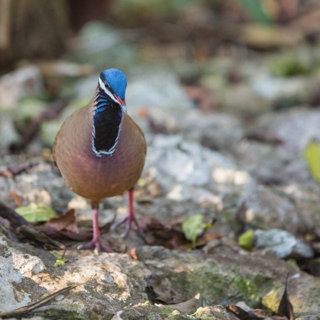 Blue-headed Quail-Dove