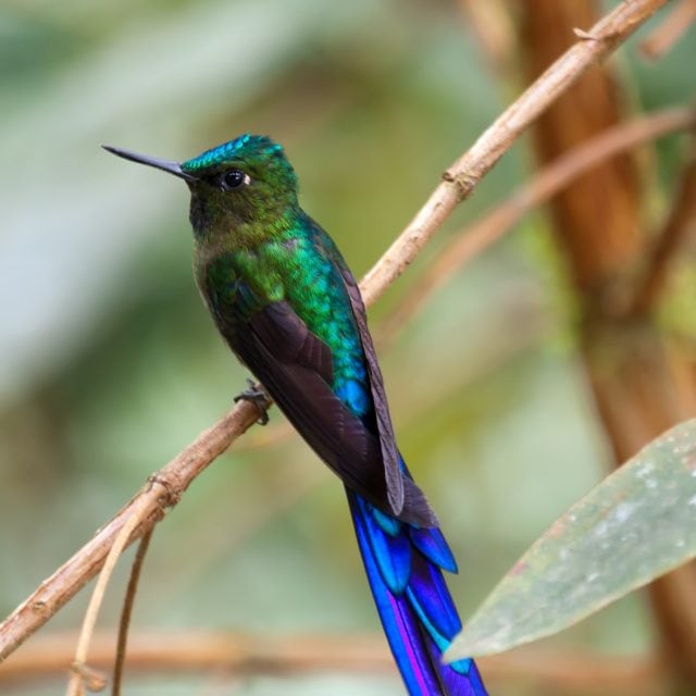 Violet-tailed Sylph