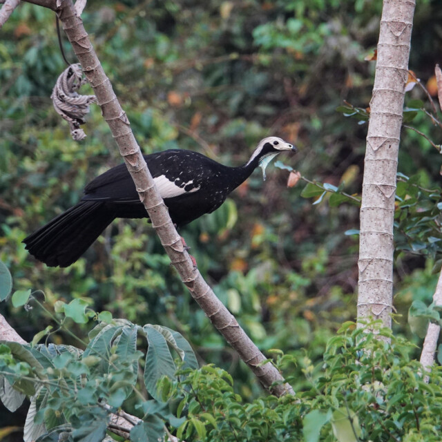 Blue-throated Piping-Guan