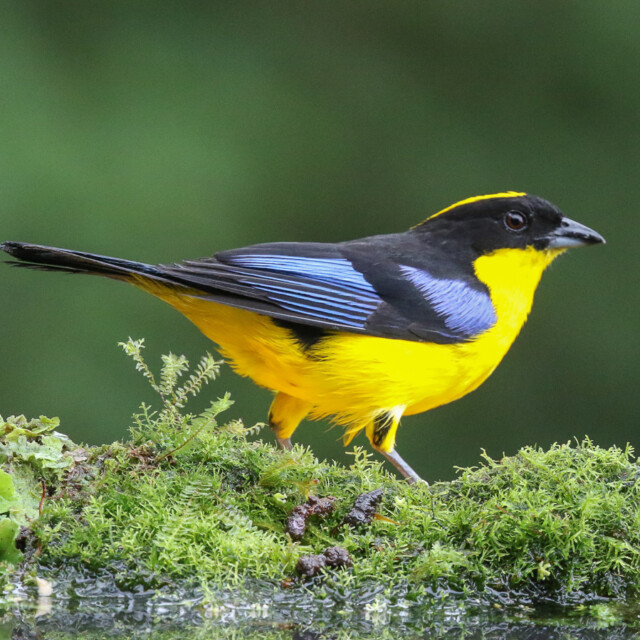 Blue-winged Mountain Tanager