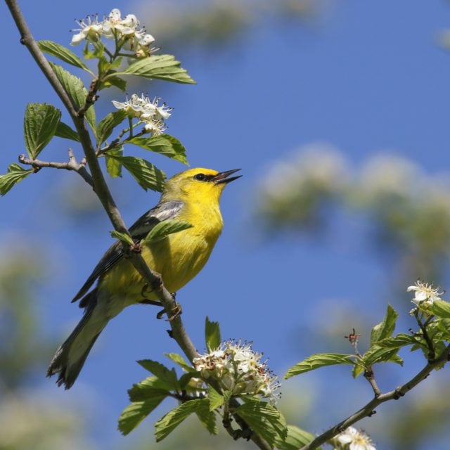 Blue-winged Warbler