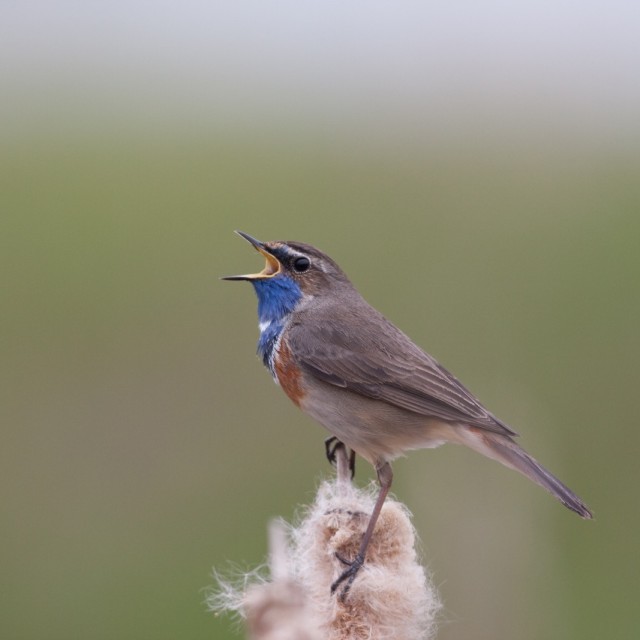 Bluethroat