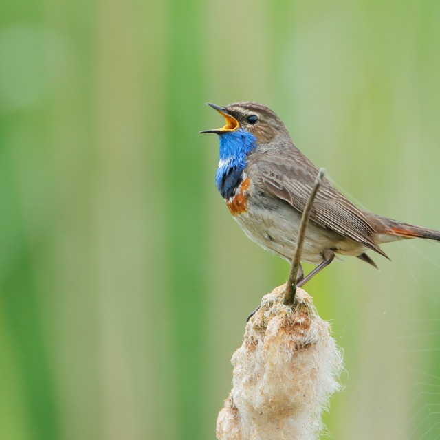 Bluethroat (Luscinia svecica) singing in reed, The Netherlands