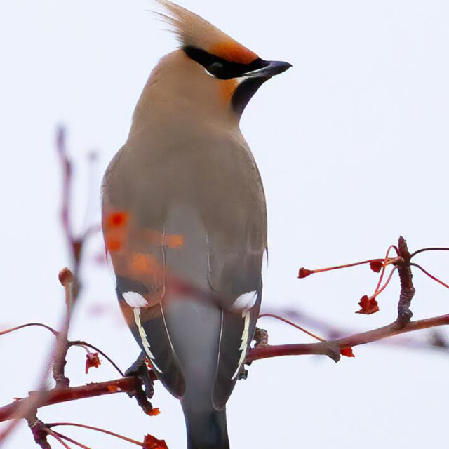 Bohemian Waxwing
