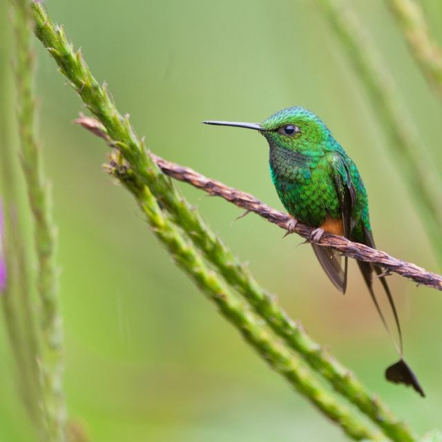 Booted Racket-tail