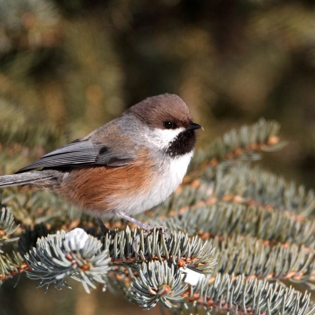 Boreal-Chickadee