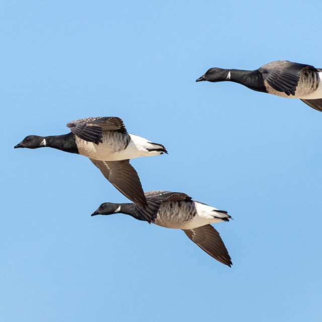 Three Brandt flying