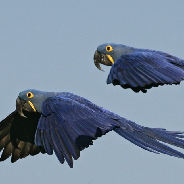 Hyacinth Macaw flying