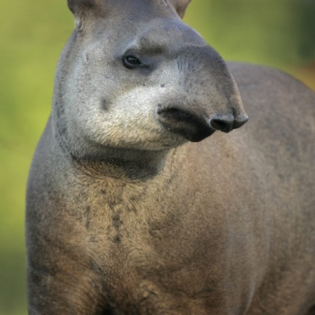 Brazilian Tapir