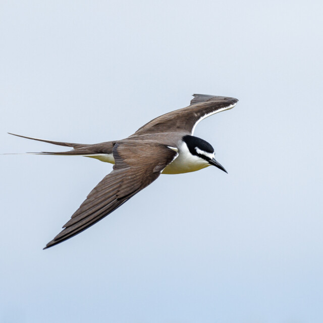 Bridled Tern