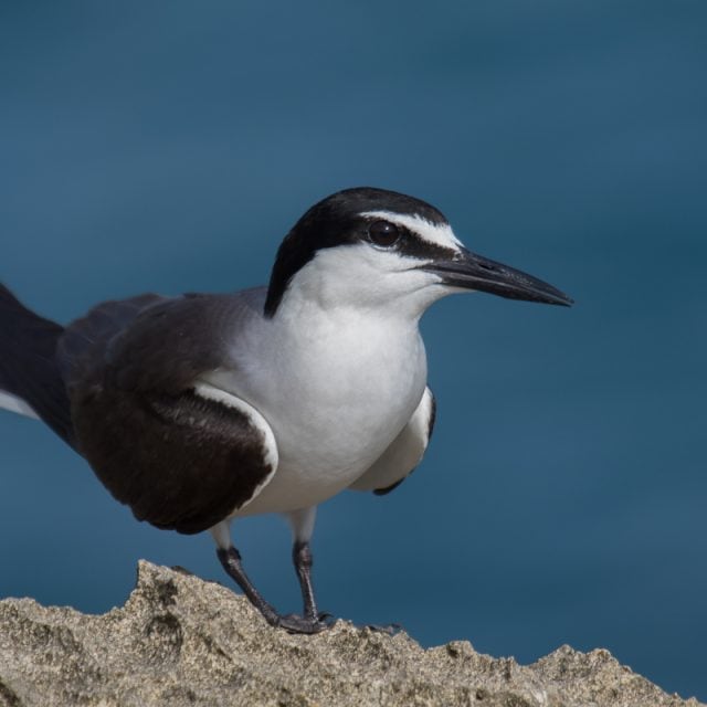 Bridled Tern