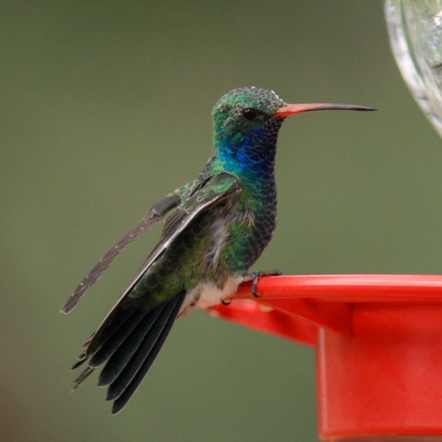Broad-billed Hummingbird