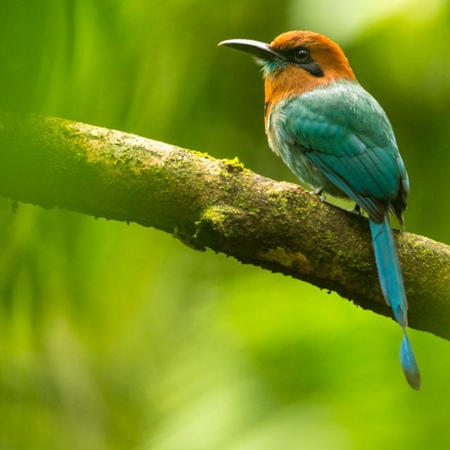 Broad-billed Motmot © Steve Ogle