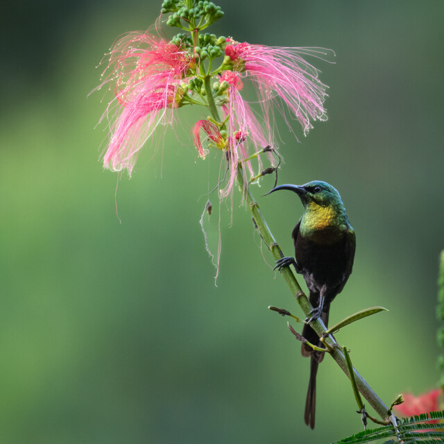 A bronzy sunbird (Nectarinia kilimensis) perched next to a pink flower outside Uganda's Bwindi Impenetrable Forest.