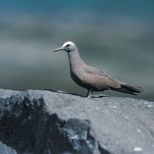 Brown Noddy