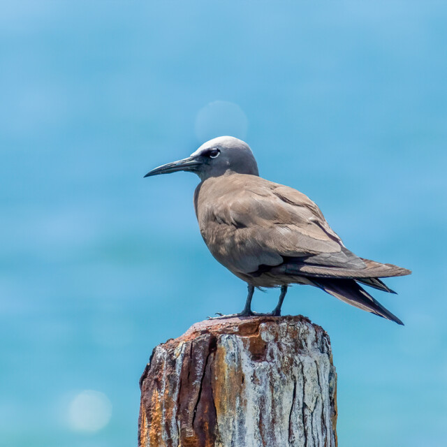 A brown noddy sits on an old dock piling at the dry tortugas national park