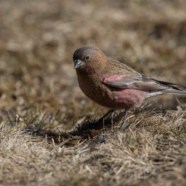 Brown-capped Rosy Finch