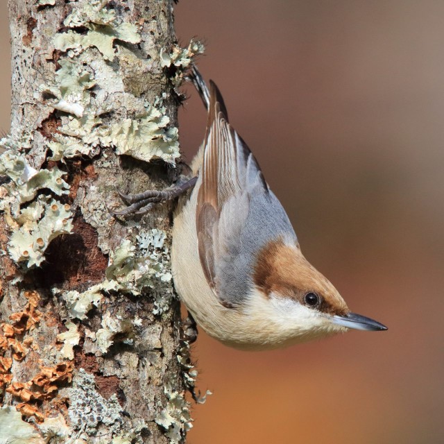 Brown-headed Nuthatch