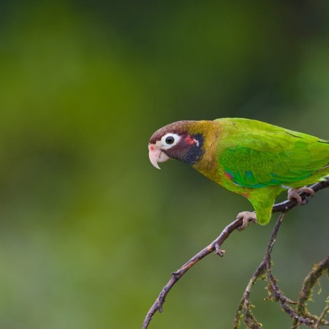 Brown-hooded Parrot