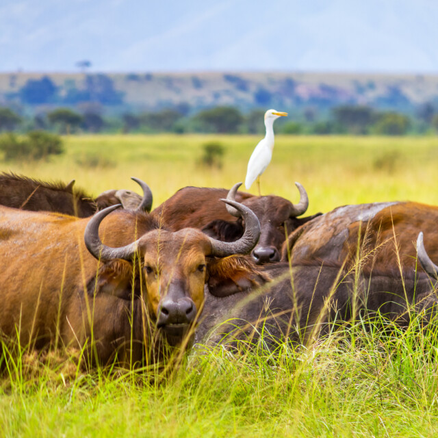 Buffalo herd in Queen Elizabeth National Park