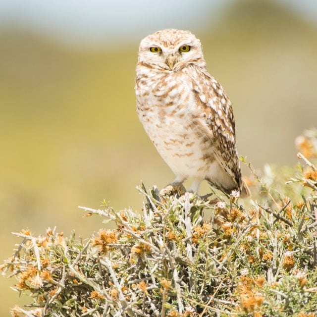 Burrowing Owl