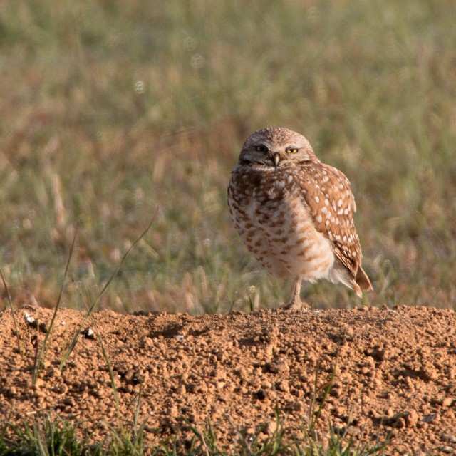 Burrowing Owl