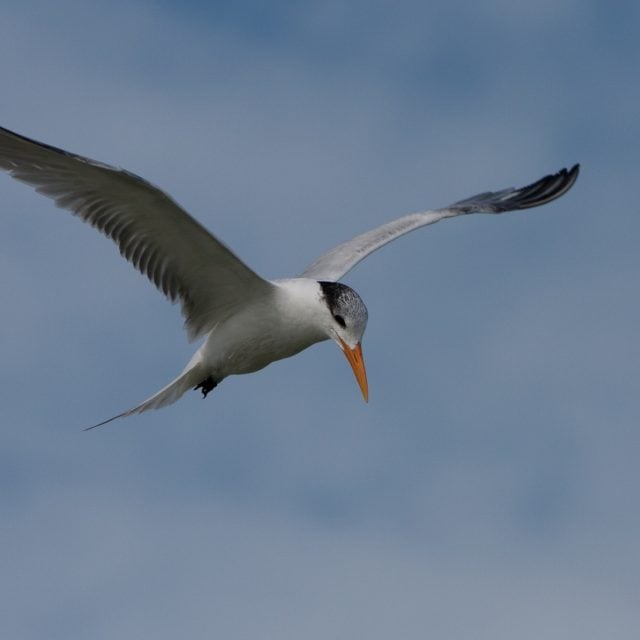 Royal Tern © Colin Jones